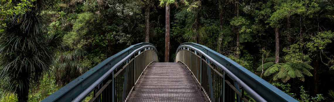 Puente en medio del bosque